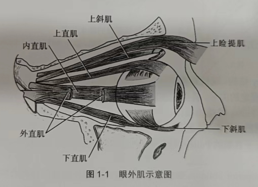 烟台验光配镜培训的老师分享眼外肌的解剖