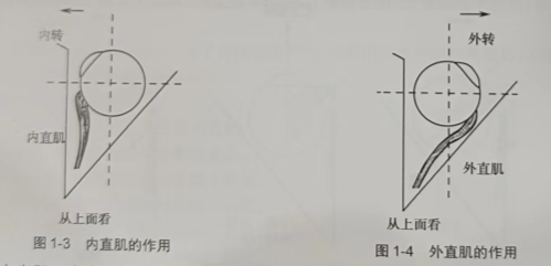 青岛眼镜学校分享各眼外肌的单独作用